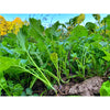 Domain Wingman Seed 1/4 Acre