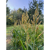 Domain Milo Seed 1/4 Acre
