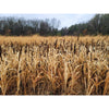 Domain Japanese Millet Seed 1/4 Acre